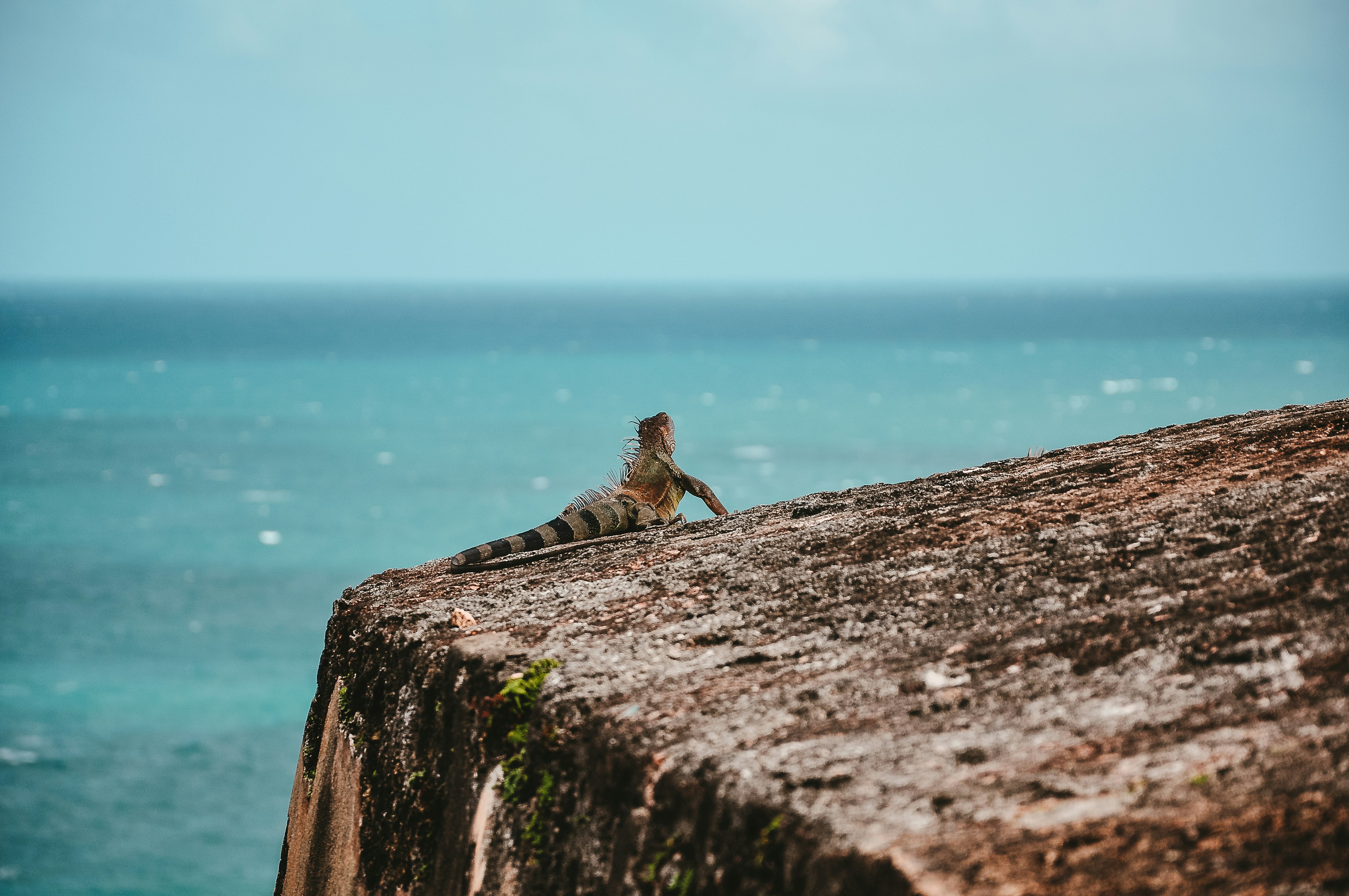 gray and brown iguana on cliff